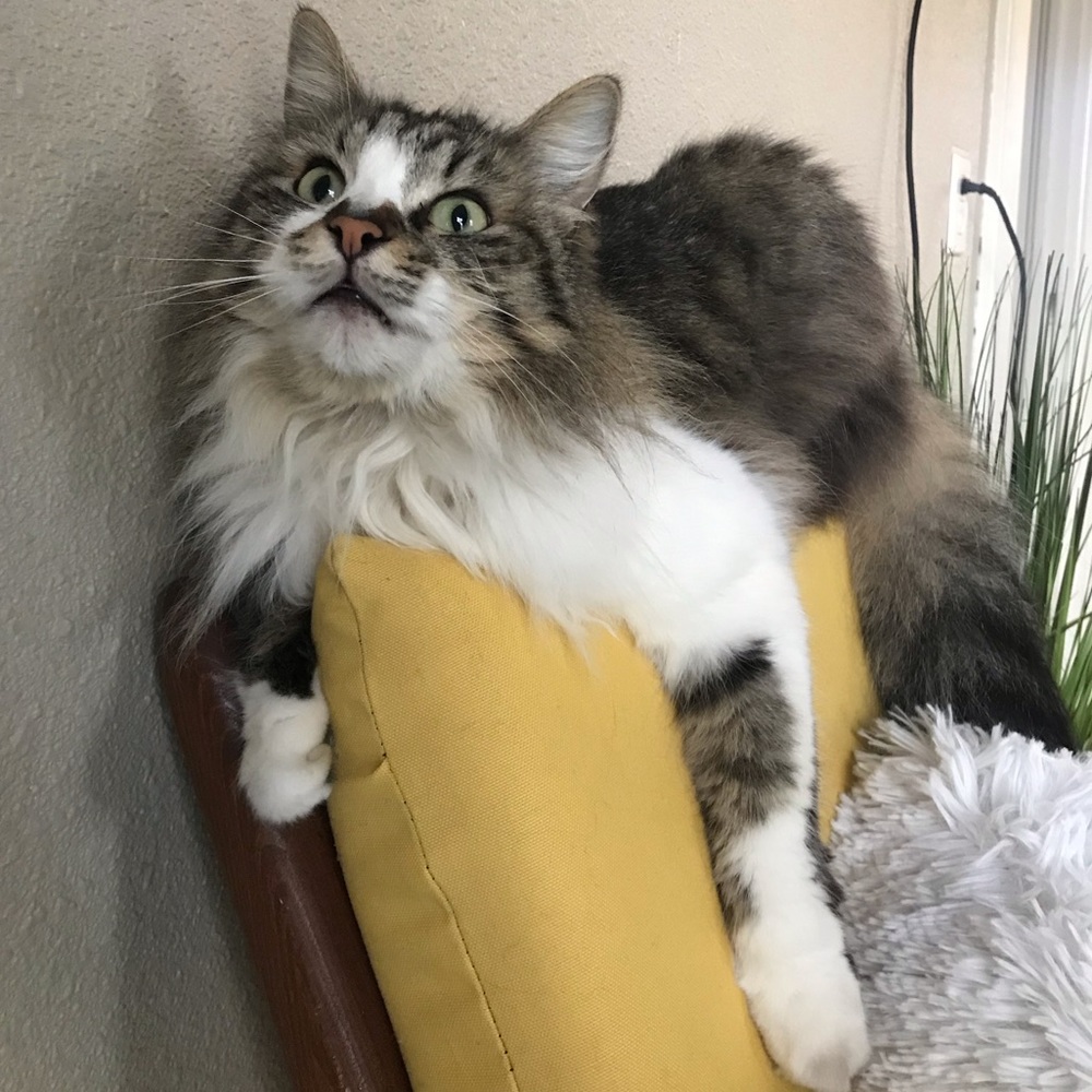 Meet your Posher, Awnya